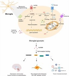 Figure 2. Microglial lactylation mechanisms in disease regulation.