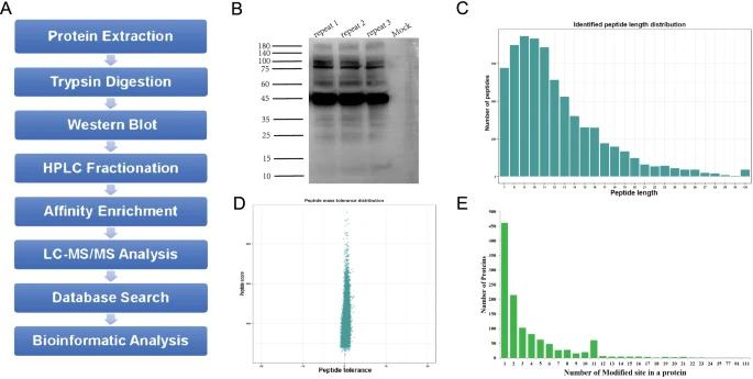 Identification of 2-hydroxyisobutyrylated proteins