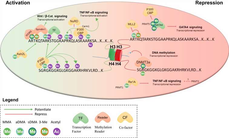 Figure 1. Arginine methylation in gene expression regulation.