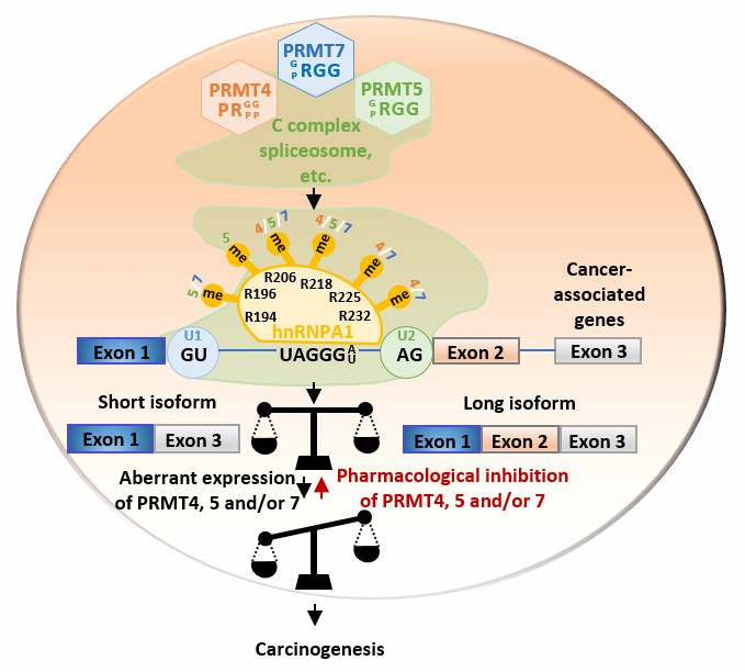 Figure 2. PRMT4, 5, and 7-mediated arginine methylation in mRNA splicing and cancer growth.