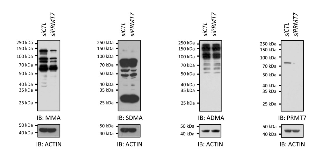 Figure 3. Protein methylation analysis using Western blot.