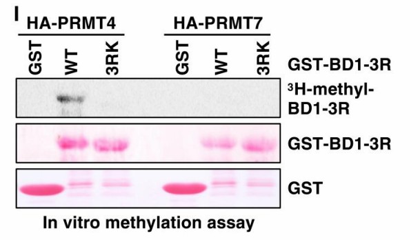 Figure 4. Interaction and methylation of BRD4 by PRMT2 and PRMT4.