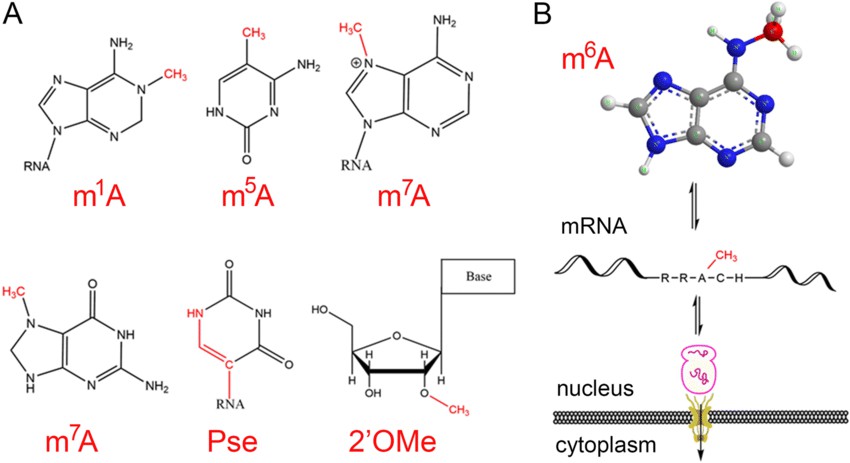 Figure 1 Different types of mRNA modifications