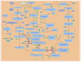 Wikipathway Analysis