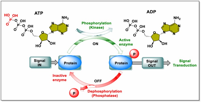 Mechanism of phosphorylation and dephosphorylation by kinase and phosphatases