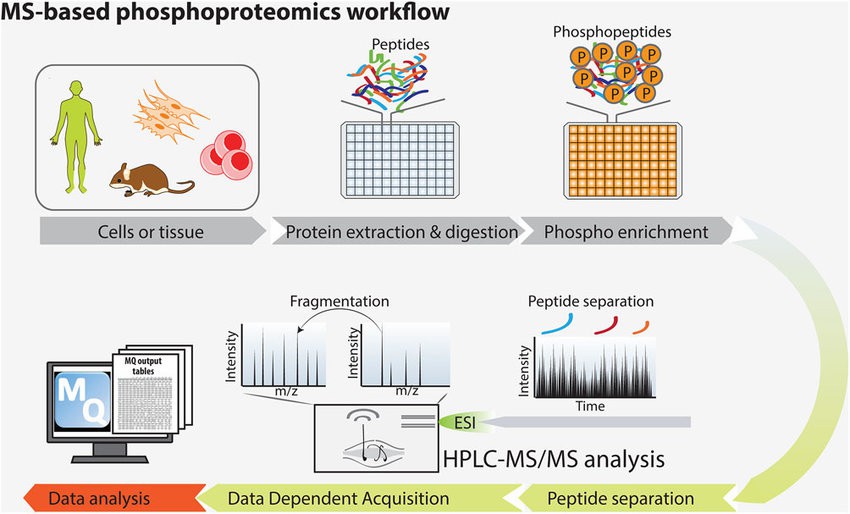 MS-based phosphoproteomics workflow.