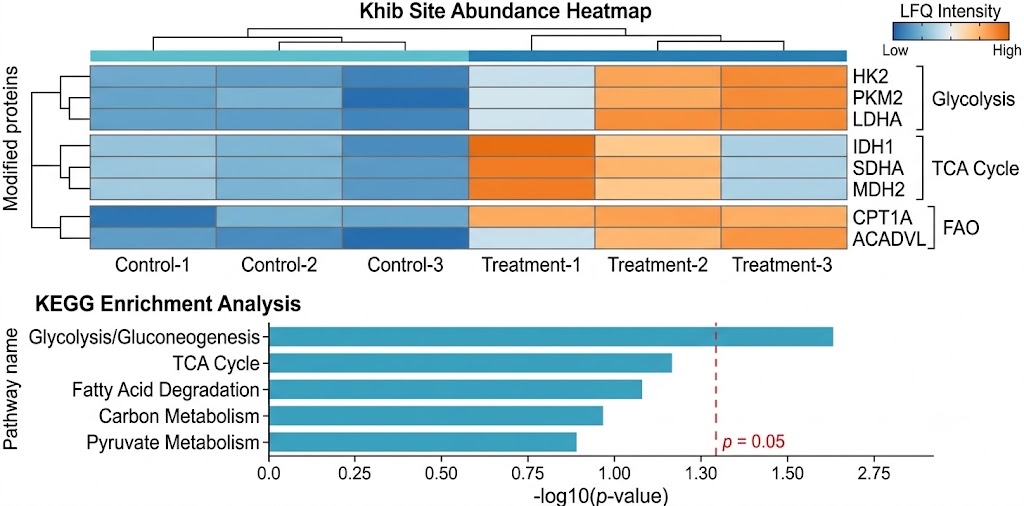 Khib heatmap and KEGG enrichment of metabolic pathways