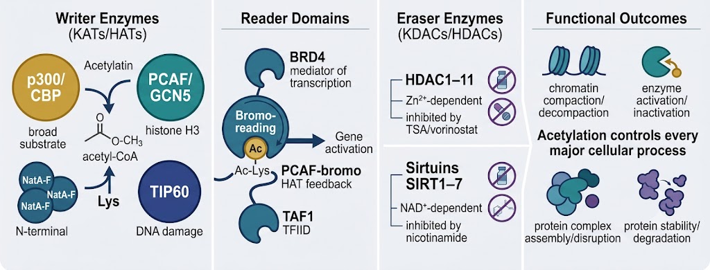 Lysine acetylation biology overview — histone marks, non-histone protein regulation, HAT KAT enzymes, HDAC KDAC erasers, bromodomain readers, acetyl-CoA metabolic sensing