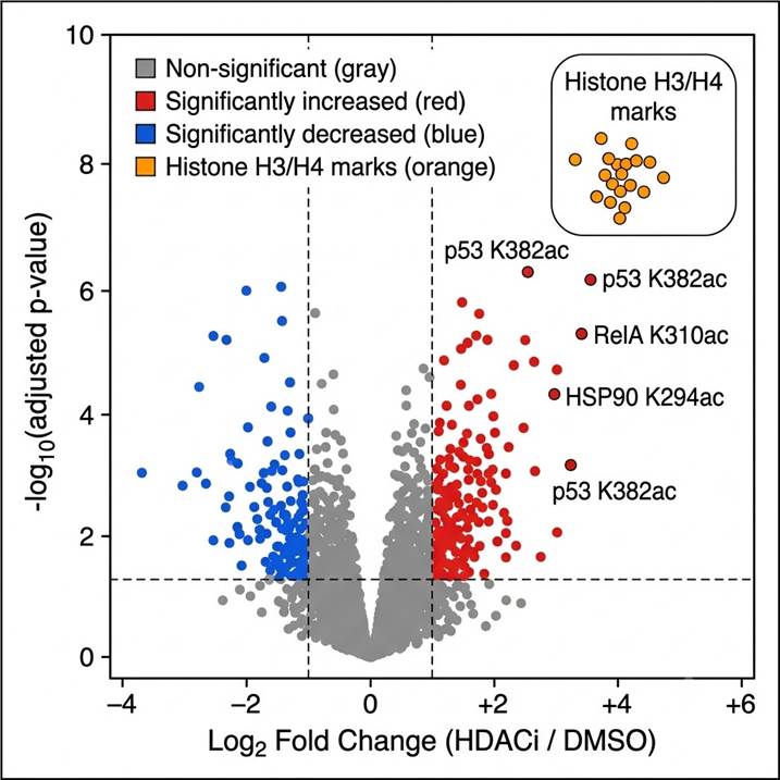 Acetylomics volcano plot — HDAC inhibitor treated vs DMSO control cells, differential lysine acetylation sites, site-level fold-change and adjusted p-value, histone and non-histone substrates highlighted