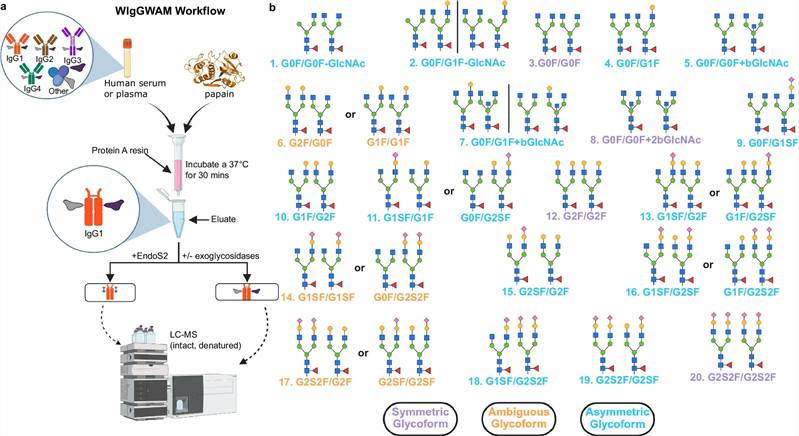 Key results from Azzam et al. 2025 Nature Communications — WIgGWAM intact LC/MS method for preserving Fc glycan pairing information, demonstrating that asymmetrically glycosylated IgG1 antibodies (different glycans on each Fc chain) are universal at ~60% of total IgG1, and that asymmetric monofucosylation drives FcγRIIIA binding and severe dengue disease severity.