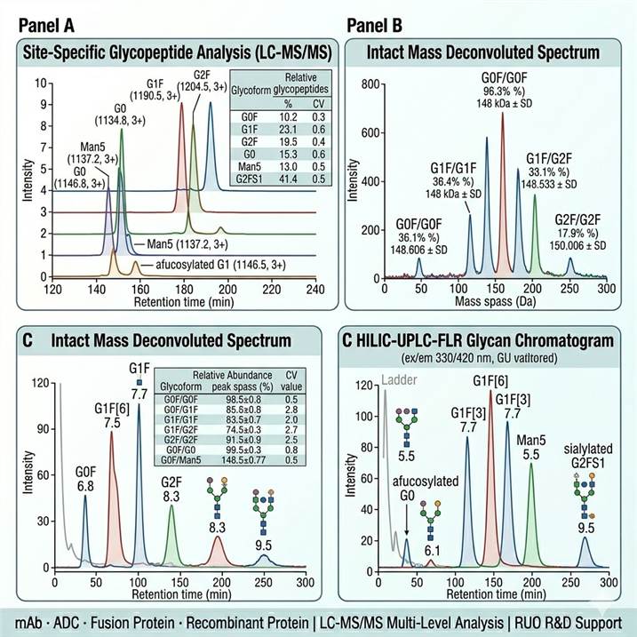 Three-panel representative antibody glycosylation data outputs showing: (A) extracted ion chromatograms of Fc Asn297 tryptic glycopeptides (G0F, G1F, G2F, G0, Man5 glycoforms) with site-specific relative quantitation; (B) deconvoluted intact mass spectrum of IgG1 with annotated glycoform envelope showing paired Fc glycan combinations; (C) HILIC-UPLC-FLR 2-AB labeled N-glycan chromatogram with glucose unit-based glycan identification and structural annotation of major glycan species.