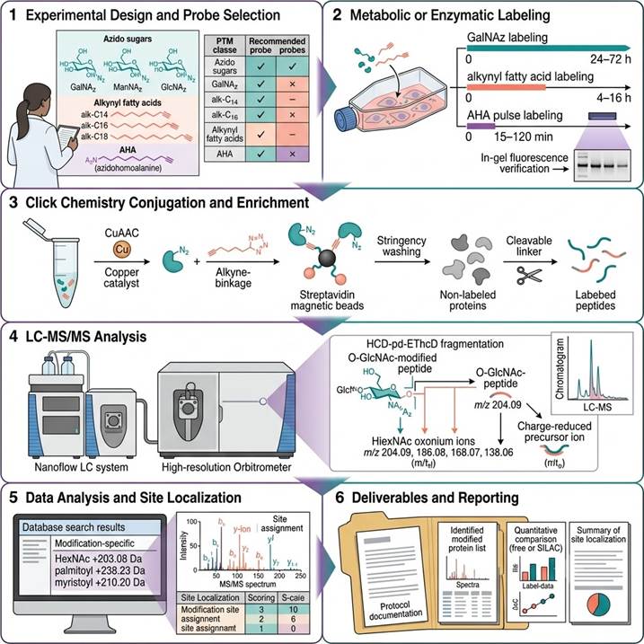 Six-panel workflow diagram showing the bioorthogonal PTM labeling pipeline: (1) Experimental design with probe selection for target PTM class; (2) Metabolic labeling of cells with azido sugars, alkynyl fatty acids, or AHA; (3) Click chemistry conjugation to cleavable biotin tags and streptavidin enrichment; (4) Nanoflow LC-MS/MS analysis on high-resolution Orbitrap with HCD-pd-EThcD fragmentation; (5) Data analysis with modification-specific database searching and site localization; (6) Final reporting with annotated spectra, modification site lists, and quantitative comparisons.