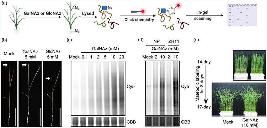 Key results from Li et al. 2023 (Plant Biotechnol J): (A) Schematic of the GalNAz metabolic labeling and click chemistry enrichment workflow showing GalNAz incorporation in rice seedlings, CuAAC conjugation to cleavable alkyne-biotin, and streptavidin enrichment with cleavable release. (B) Venn diagram and bar charts showing the distribution of identified O-GlcNAc sites and proteins across biological replicates. (C) Representative HCD-pd-EThcD MS/MS spectrum of an O-GlcNAc-modified peptide with diagnostic HexNAc oxonium ions (m/z 204.09, 186.08) and charge-reduced precursor ion enabling unambiguous site localization. (D) Gene Ontology enrichment analysis of O-GlcNAcylated proteins showing transcription, translation, hormone signaling, and stress response categories. (E) Validation of two identified O-GlcNAc transferases (OsOGT1, OsOGT2) with in vitro enzymatic activity assays.