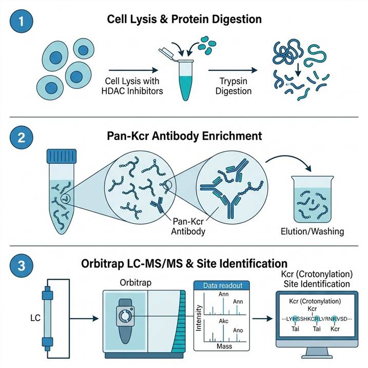 Vertical workflow diagram showing protein extraction and trypsin digestion, pan-Kcr antibody enrichment of crotonylated peptides, and Orbitrap LC-MS/MS with site-level quantification.