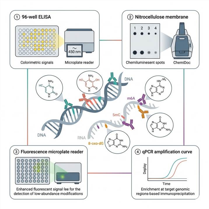 Scientific infographic of DNA/RNA modification immunoassay concept: a DNA double helix and an RNA single strand with colored modification marks (5mC in teal, 5hmC in coral, m6A in purple, 8-oxo-dG in orange) on a white background, showing four detection platforms — a 96-well ELISA plate with colorimetric signal development (yellow wells indicating modification-positive samples), a dot blot membrane with chemiluminescent spots, a fluorometric assay with fluorescent signal readout, and a qPCR amplification curve for locus-specific detection — with modification-specific antibodies (Y-shaped in matching colors) binding to each modification. Teal-coral-purple color scheme, photorealistic scientific illustration style, clean minimal composition.