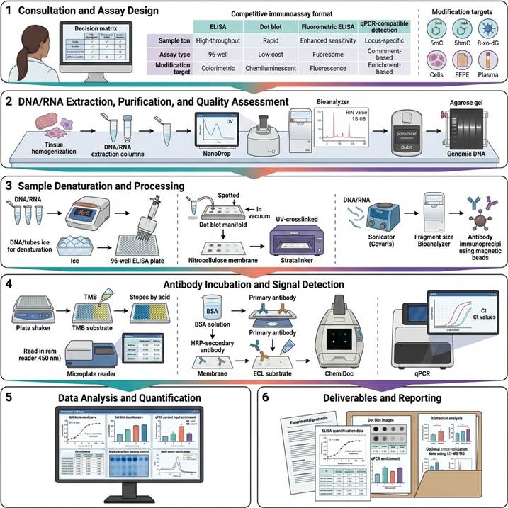 Six-panel workflow diagram showing the DNA/RNA modification immunoassay pipeline: (1) Consultation and assay design with modification target selection and detection format decision; (2) DNA/RNA extraction, quality assessment by NanoDrop and Bioanalyzer, and sample normalization; (3) Sample denaturation and processing specific to each immunoassay format — ELISA plate coating, membrane spotting, or fragmentation for qPCR; (4) Antibody incubation with modification-specific primary antibody and HRP-conjugated secondary detection with TMB or ECL signal development; (5) Data analysis with standard curve generation, absorbance reading, chemiluminescent imaging quantification, and qPCR ΔΔCt enrichment calculation; (6) Final reporting with modification quantification data, statistical comparisons, and quality control documentation.