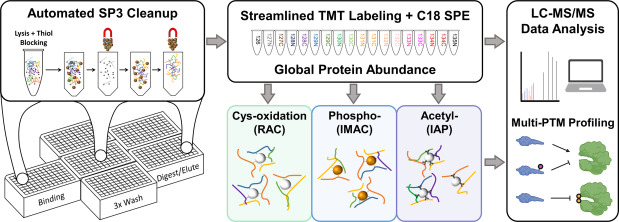 Integrative multi-PTM proteomics case study — temporal profiles of protein abundance, cysteine oxidation, phosphorylation, and acetylation in cytokine-treated beta cells, PARP14 co-modification crosstalk