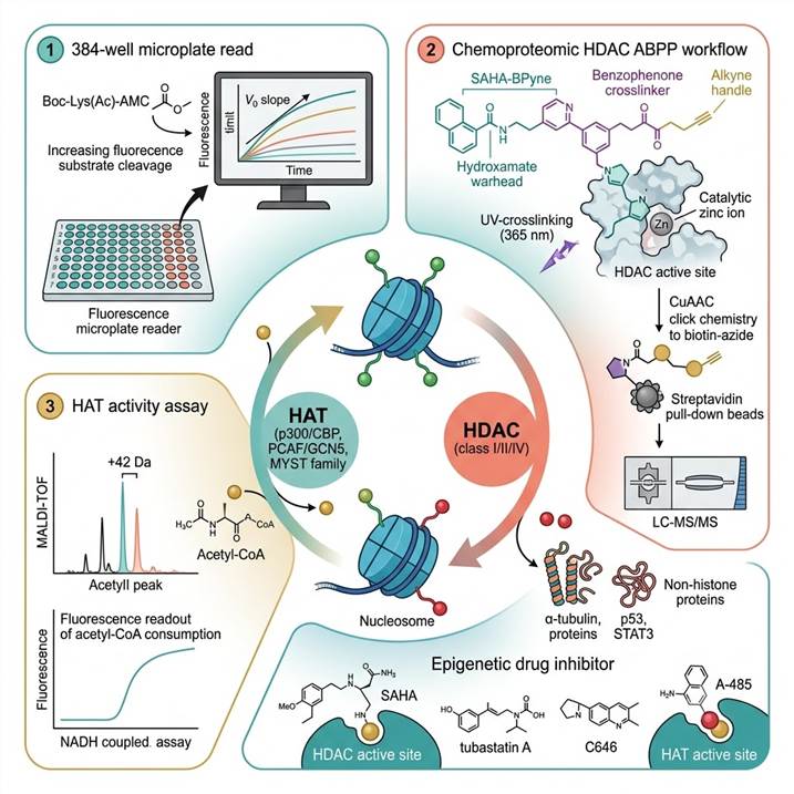 Scientific infographic of HDAC and HAT activity assays concept on a white background: central view showing the acetylation-deacetylation cycle — HAT enzymes (p300/CBP, PCAF/GCN5) transferring acetyl groups from acetyl-CoA to histone lysine residues, and HDAC enzymes (class I/II/IV) removing acetyl groups from acetylated histones and non-histone proteins. The nucleosome is shown with acetylated (green) and deacetylated (red) histone tails. Three detection platforms shown around: (1) fluorogenic HDAC activity assay with Boc-Lys(Ac)-AMC substrate in a 384-well plate on a fluorescence microplate reader, showing increased fluorescence upon HDAC-mediated deacetylation and developer-dependent AMC release; (2) chemoproteomic HDAC ABPP workflow with photoaffinity probe (SAHA-BPyne), UV-crosslinking to HDAC complexes, click chemistry enrichment, and LC-MS/MS analysis; (3) HAT activity assay showing acetyl-CoA consumption detected by coupled enzyme assay (fluorescence readout) or MALDI-TOF detection of acetylated histone peptides. Color scheme: teal (HDAC profiling), coral (HAT assays), gold (chemoproteomics). Epigenetic drug inhibitor molecules shown binding to HDAC and HAT active sites at bottom. Flat vector scientific illustration style, clean minimal composition.