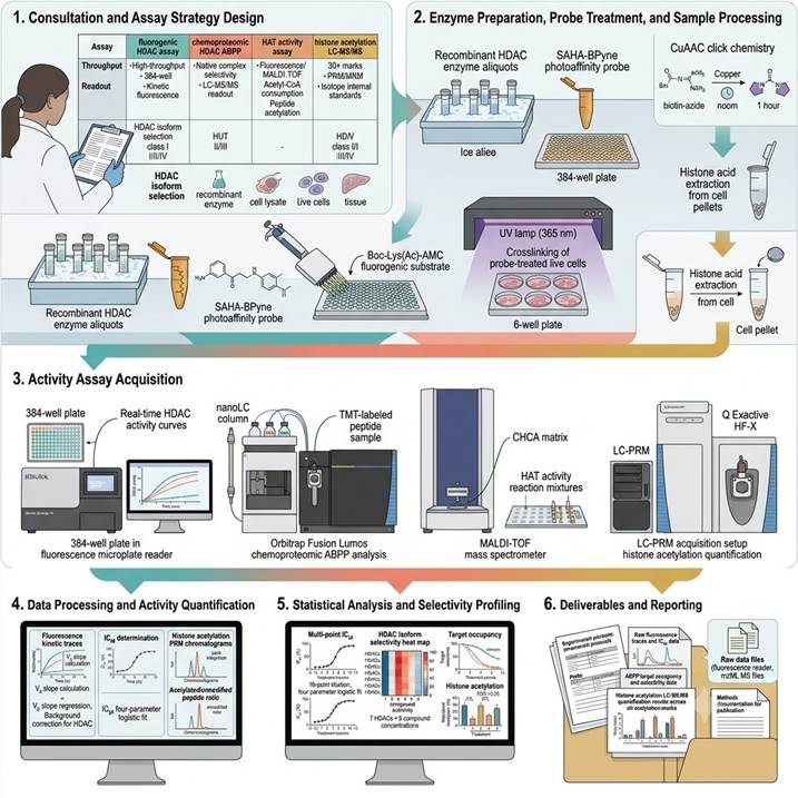 Six-panel workflow diagram showing the HDAC/HAT activity assay pipeline: (1) Consultation and assay strategy design — decision matrix comparing fluorogenic HDAC assay (384-well HTS), chemoproteomic HDAC ABPP (LC-MS/MS, native complex selectivity), HAT activity assay (fluorescence/MALDI-TOF), and histone acetylation LC-MS/MS (pharmacodynamic biomarker), with target HDAC isoform selection and inhibitor tool compound reference panel; (2) Enzyme preparation and probe treatment — recombinant HDAC/HAT enzyme QC, SAHA-BPyne photoaffinity probe structure and UV-crosslinking schematic, Boc-Lys(Ac)-AMC fluorogenic substrate preparation, histone acid extraction from cell pellets; (3) Activity assay data acquisition — fluorescence microplate reader with kinetic HDAC traces, Orbitrap mass spectrometer for ABPP analysis, MALDI-TOF spectra showing +42 Da acetylated peptide mass shift, LC-PRM acquisition of 30+ histone acetylation marks; (4) Data processing — V0 calculation from fluorescence traces, HDAC/MS protein identification from MS/MS spectra, histone acetylation occupancy calculation from PRM peak areas; (5) Statistical analysis — IC50 curves for HDAC inhibitors, selectivity heat map across HDAC isoforms, dose-response acetylation changes for pharmacodynamic assessment; (6) Final reporting with experimental protocols, activity data, selectivity profiles, and histone acetylation results.