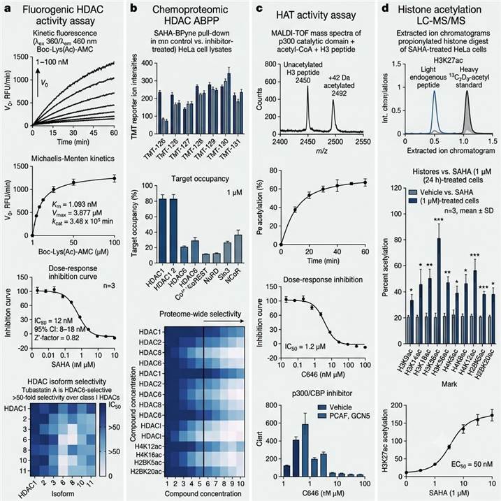 Representative HDAC/HAT activity assay results: (Far left panel) Fluorogenic HDAC assay — kinetic fluorescence traces for HDAC1 at multiple enzyme concentrations (1–100 nM) with Boc-Lys(Ac)-AMC substrate showing increasing V0 proportional to activity, Michaelis-Menten plot, and 10-point IC50 curve for SAHA (IC50 = 12 nM, R² = 0.997, Z′ = 0.82) with selectivity heat map showing IC50 values across HDAC1/2/3/6/8/10/11 panel for a selective HDAC6 inhibitor (tubastatin A). (Center-left panel) Chemoproteomic HDAC ABPP — TMT reporter ion intensities for HDAC isoforms and co-repressor proteins (CoREST, NuRD, Sin3, NCoR) from SAHA-BPyne pull-down in control vs. inhibitor-treated cells, with target occupancy bar chart for each HDAC at 1 μM compound and proteome-wide selectivity heat map across 10 compound concentrations. (Center-right panel) HAT activity assay — MALDI-TOF mass spectra showing unacetylated H3 peptide (m/z 2450) and +42 Da acetylated product (m/z 2492) after p300 incubation, with time-dependent increase in percent acetylation, and IC50 curve for C646 (p300/CBP inhibitor, IC50 = 1.2 μM). (Far right panel) Histone acetylation LC-MS/MS — extracted ion chromatograms for H3K27ac (light and heavy 13C2D3-acetyl internal standard) from propionylated histone digest, bar chart of percent acetylation at 12 marks (H3K9ac, H3K14ac, H3K18ac, H3K27ac, H3K36ac, H3K56ac, H4K5ac, H4K8ac, H4K12ac, H4K16ac, H2BK5ac, H2BK20ac) in vehicle vs. SAHA-treated cells, and dose-response H3K27ac increase with increasing SAHA concentration. All panels use Nature journal standard color palettes, publication-ready resolution.
