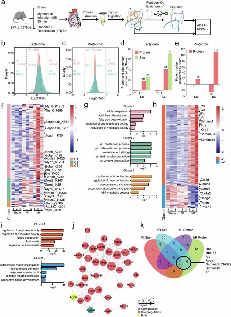 Key results from Wang et al. 2025 (Nature Communications): experimental design showing mouse I/R model, global lactylome and proteome profiling workflow, identification of 1,674 Kla sites on 380 proteins, differential Kla regulation between I/R and MI groups, Serpina3k K351 lactylation and its cardioprotective mechanism through paracrine signaling.