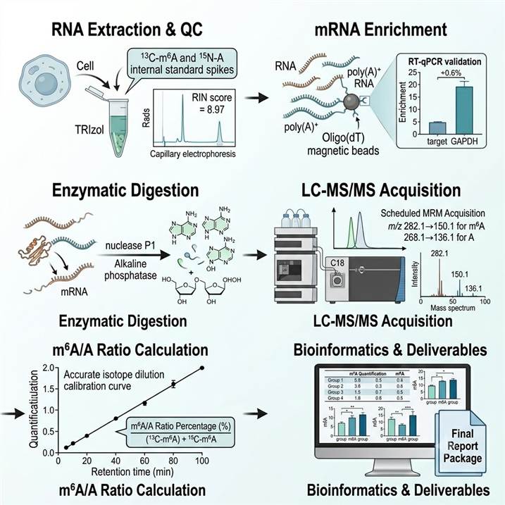 Six-step m6A LC-MS analysis workflow diagram showing the complete pipeline from RNA extraction and quality control through mRNA enrichment, enzymatic digestion to nucleosides, LC-MS/MS acquisition, m6A/A ratio calculation and data validation, to bioinformatics analysis and final deliverables.