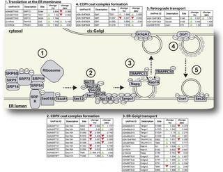 Key results from Kandel et al. 2022 (PLOS ONE): experimental workflow showing IMAC-based phosphopeptide enrichment and LC-MS/MS analysis, phosphorylation site identification results including 1,440 unique sites on 563 proteins, V-ATPase subunit phosphorylation mapping showing seven sites across four subunits, and quantitative comparison of phosphorylation changes between non-blood-fed and blood-fed mosquito Malpighian tubules.