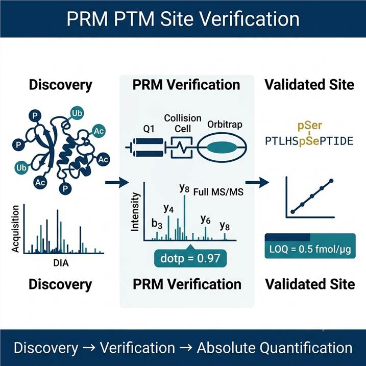 PRM PTM site verification — parallel reaction monitoring targeted quantification of post-translational modification sites, discovery-to-validation pipeline, SIS peptide absolute quantification