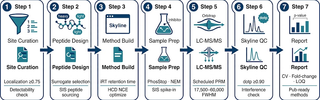 PRM PTM verification workflow — seven steps from discovery site list through peptide selection, SIS standard preparation, method development, acquisition, Skyline analysis, and reporting