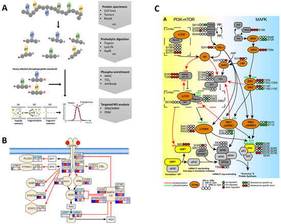 PRM targeted phosphorylation quantification for signaling pathway ODE modeling — time-resolved phosphosite measurement EGFR MAPK signaling PRM SRM comparison