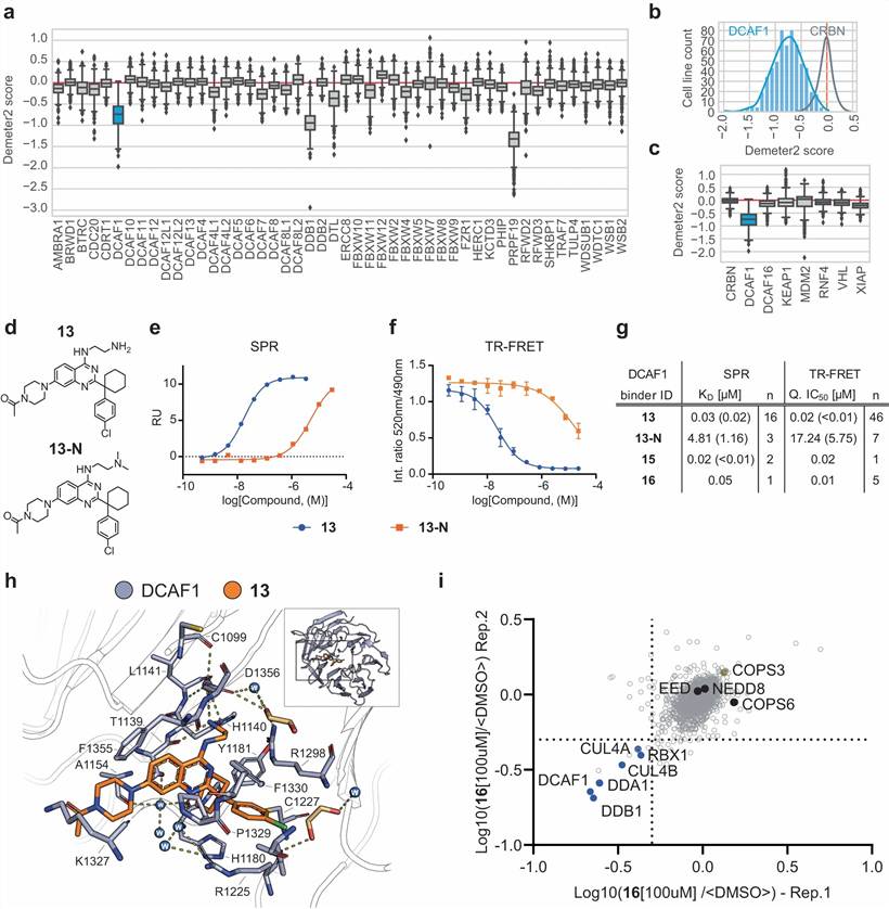Key results from Schröder et al. 2024 (Nature Communications): Global proteomics heatmap comparing DCAF1-based vs CRBN-based PROTAC degradation profiles, dose-response curves for DCAF1-BRD9 and DCAF1-BTK PROTACs, BTK degradation in CRBN-resistant cells, chemoproteomics validation of DCAF1 binding, and mechanistic model showing DCAF1-CRL4-dependent ubiquitination pathway.