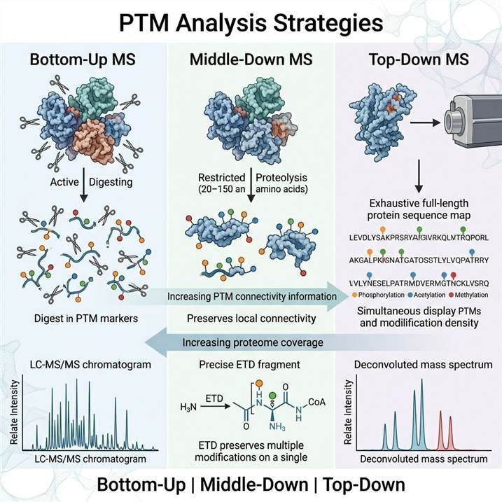 PTM Analysis Strategies
