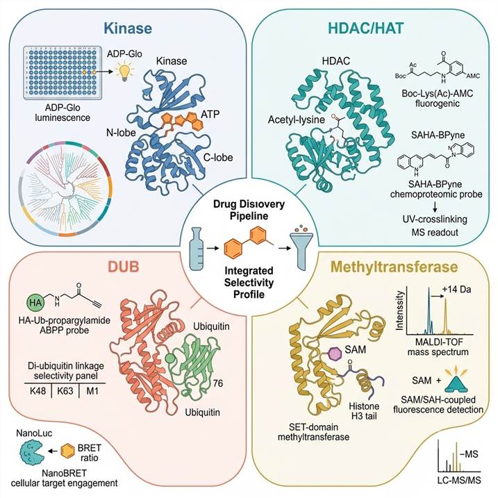 PTM enzyme activity and inhibitor screening platforms: kinase MIBs chemoproteomics, HDAC/HAT fluorogenic and ABPP assays, DUB ubiquitin inhibitor screening, methyltransferase activity assays