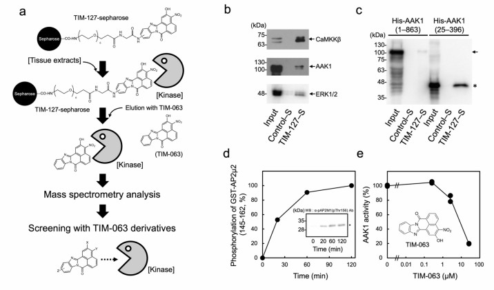 Case study: Yoshida et al. 2024 — kinobeads chemoproteomic screening identifies AAK1 off-target, enabling development of selective inhibitor TIM-098a