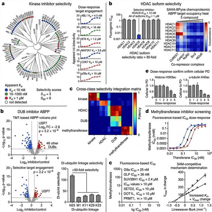 Representative PTM enzyme activity and inhibitor screening results: kinase kinome tree, HDAC isoform selectivity, DUB ABPP target occupancy, methyltransferase IC50 curves