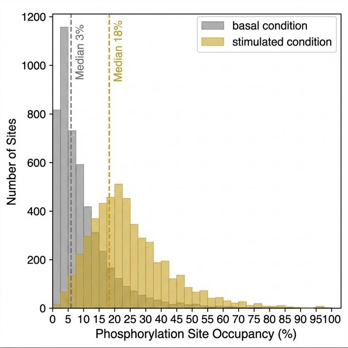 Phosphorylation site stoichiometry distribution — site occupancy histogram from SILAC quantitative phosphoproteomics, fractional modification stoichiometry per site
