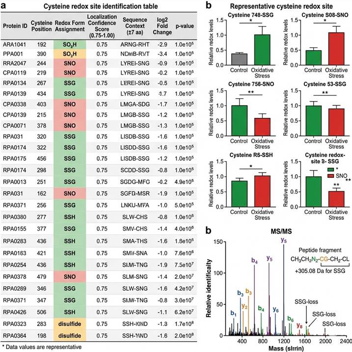 Representative cysteine redoxome proteomics data outputs in a three-panel layout: left panel shows a cysteine redox site identification table with protein IDs, cysteine position, redox form assignment, localization scores, and quantification ratios; center panel shows quantitative comparison bar charts with cysteine redox levels across conditions; right panel shows an annotated MS/MS spectrum with labeled fragment ions confirming cysteine redox modification site and redox form.