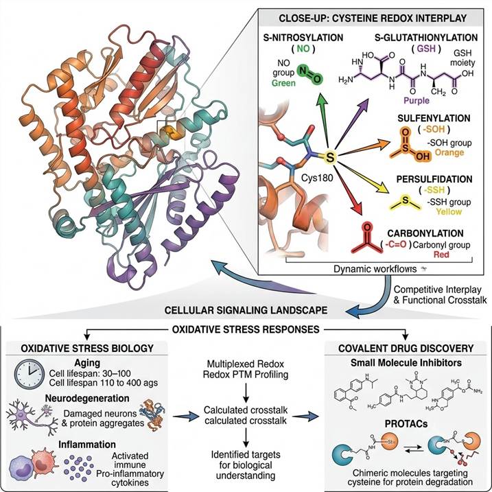 Scientific illustration of integrated redox PTM proteomics concept showing a protein with multiple cysteine thiol residues undergoing various oxidative modifications including S-nitrosylation (NO), S-glutathionylation (GSH), sulfenylation (SOH), persulfidation (SSH), and carbonylation, with the dynamic interplay between these modifications regulating cellular redox signaling, oxidative stress responses, and covalent drug targeting.