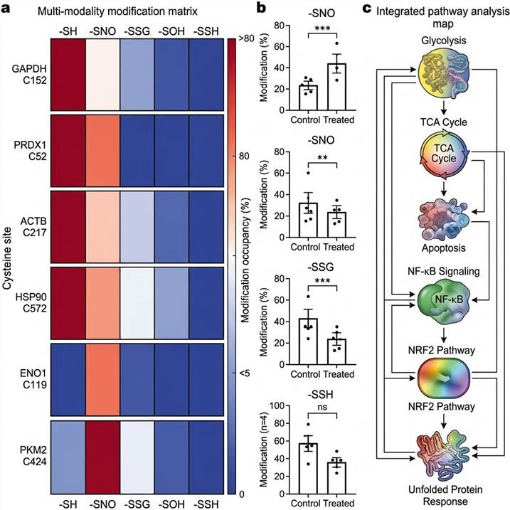 Representative integrated redox PTM profiling results: multi-modality modification matrix showing SNO, SSG, SOH, and persulfidation status at individual cysteine sites across conditions, quantitative comparison plots for each modification type between control and treated samples, annotated MS/MS spectra for each redox modification type showing diagnostic fragmentation signatures, and integrated pathway analysis revealing redox-regulated biological processes and signaling networks.