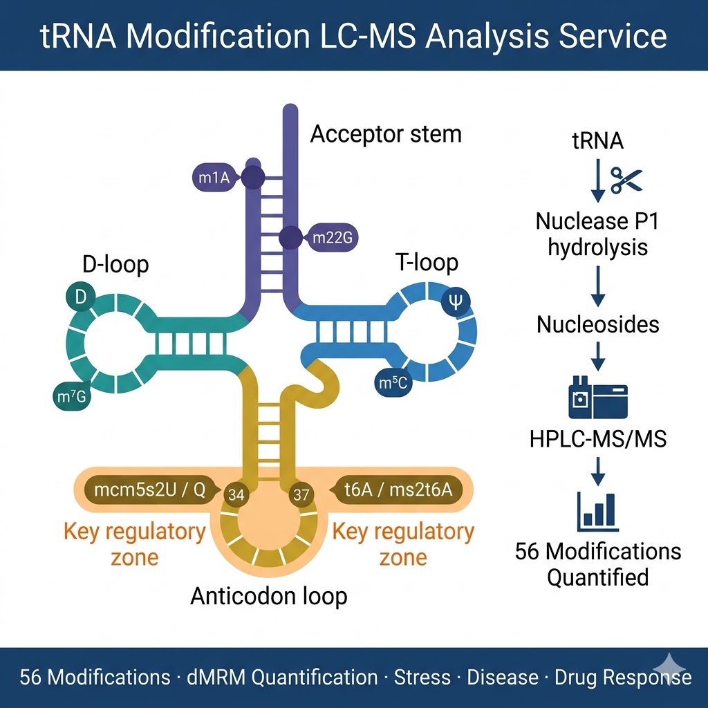 tRNA modification LC-MS analysis service — quantitative profiling of 56 tRNA nucleoside modifications by enzymatic hydrolysis HPLC separation and triple quadrupole MS/MS dMRM detection