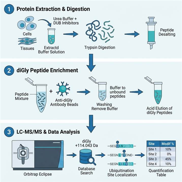 Vertical 3-step workflow diagram showing protein extraction and trypsin digestion, K-ε-GG antibody enrichment of diGly peptides, and Orbitrap LC-MS/MS with site-level ubiquitination quantification.