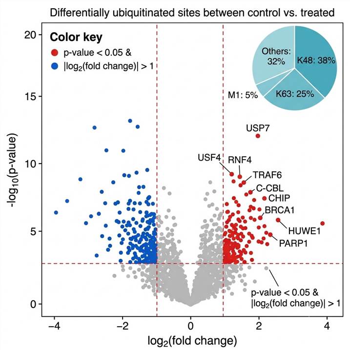 Volcano plot showing differentially ubiquitinated sites between control and treatment conditions, with functional annotation and ubiquitin chain linkage analysis.