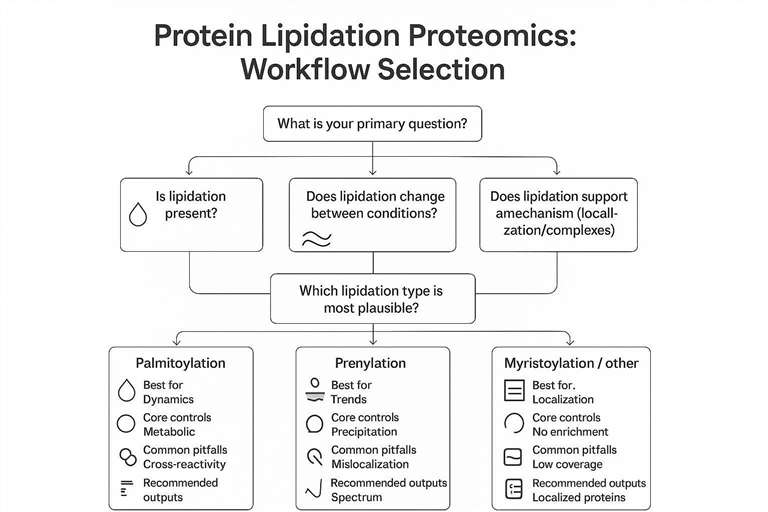 How to Choose a Protein Lipidation Proteomics Workflow: Palmitoylation vs Prenylation vs Other Lipidations