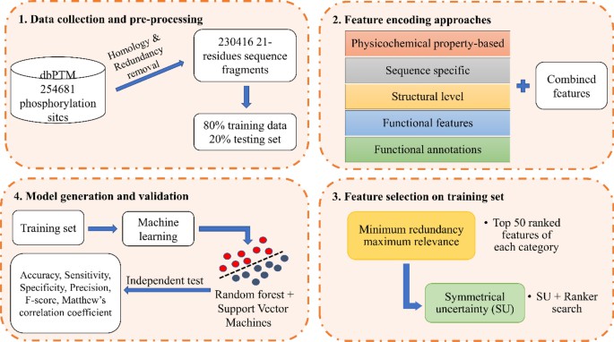 Figure 1 Overall workflow of prediction of phosphorylation sites