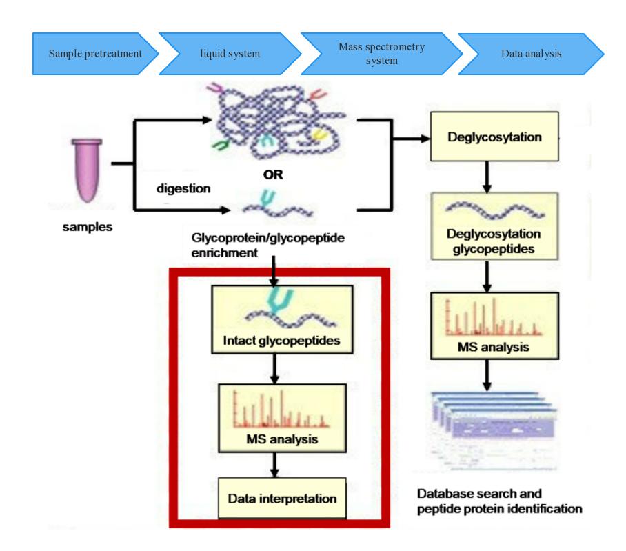 Workflow of O-Glycosylation Mass Spectrometry Analysis