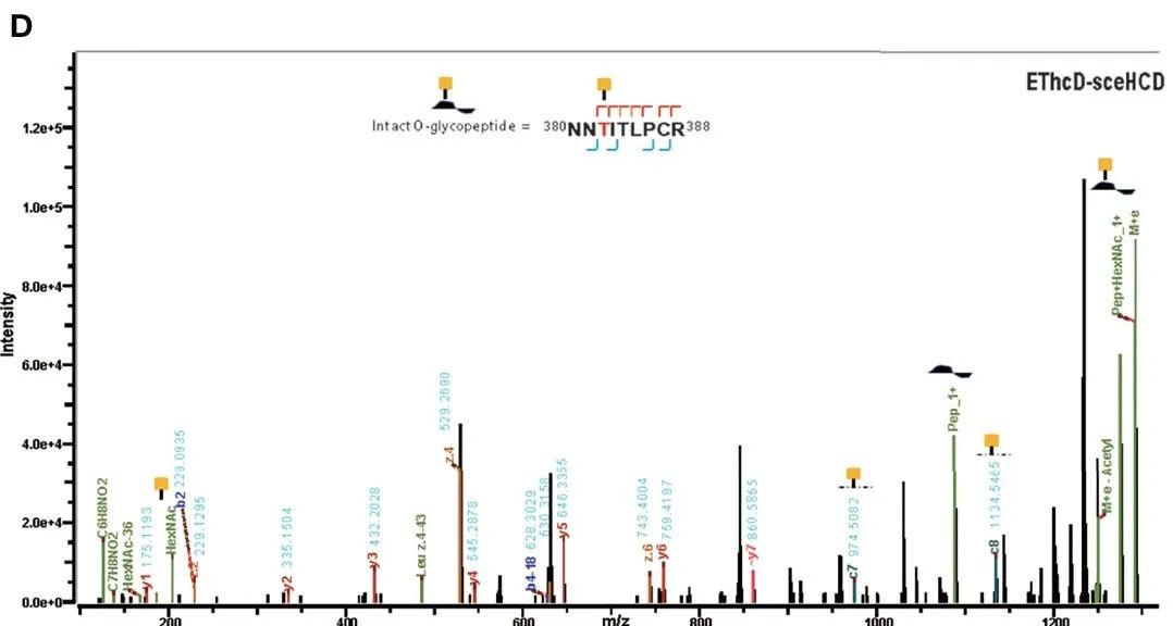 Figure 2. EThcd-sceHCD dissociation spectra of intact O-glycopeptides with one (T468, B) and two (T382, T384) potential O-glycosylation sites