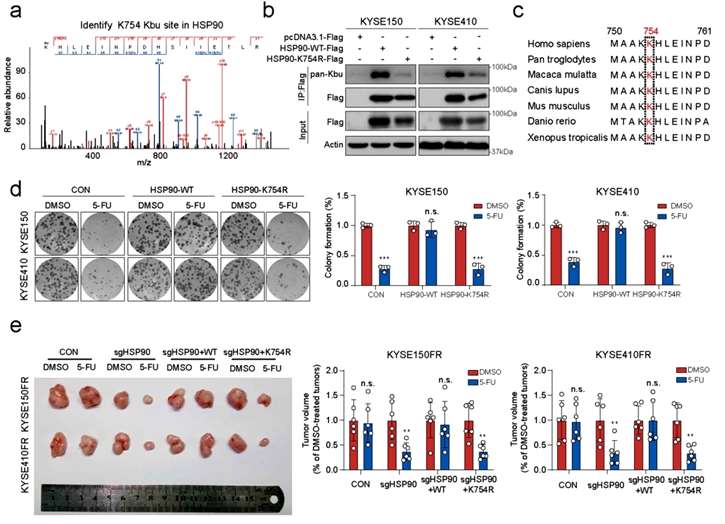 Proteomics Analysis of Butyrylation