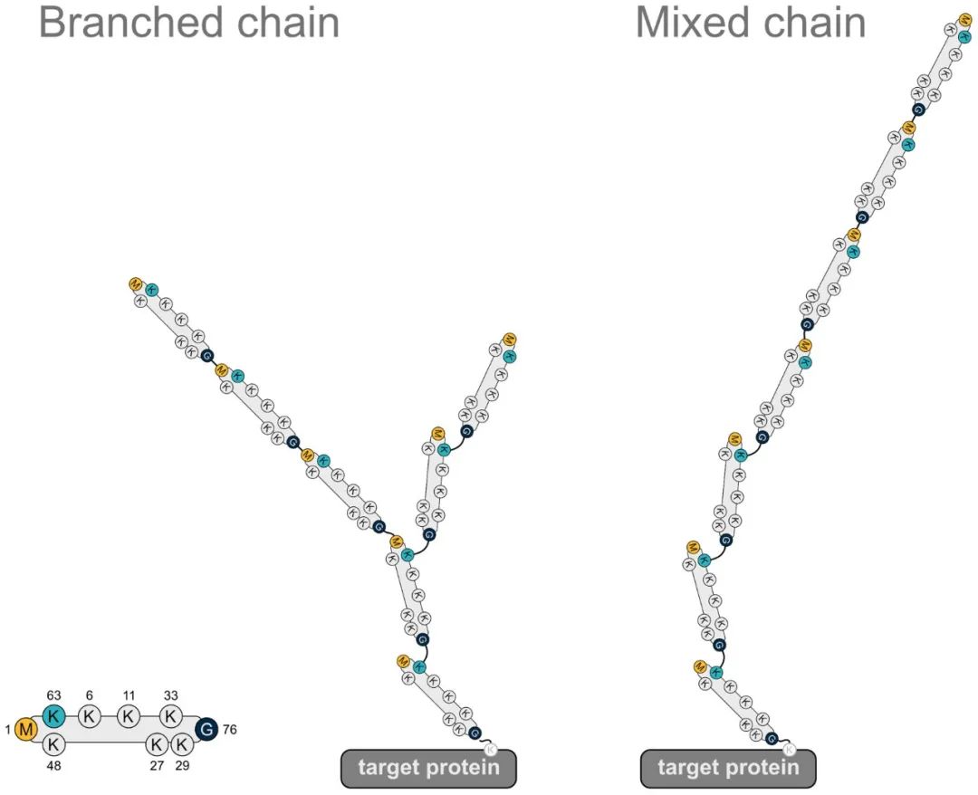 Ubiquitin chain with M1 linkage