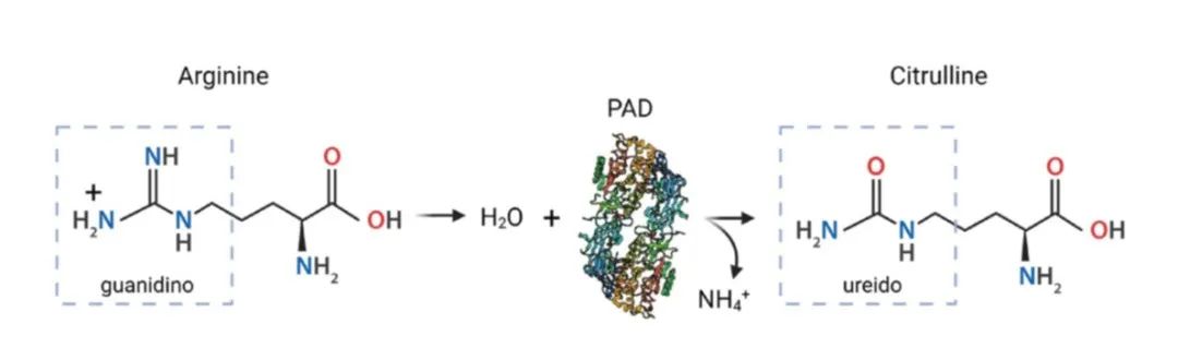 Figure 1. Diagram illustrating the citrullination process in proteins