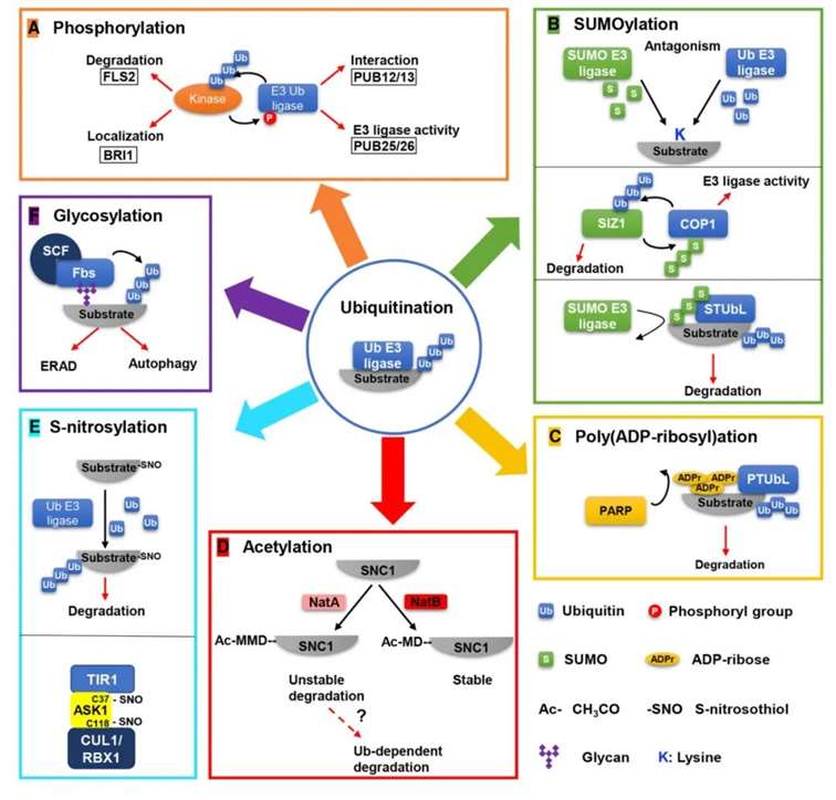 crosstalk between ubiquitination and other PTM